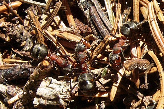 Formica rufa con formicaio?